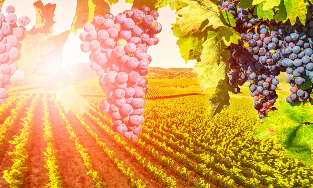 Bordeaux millésime 2025 : Quelles conditions climatiques pour quelle qualité du millésime 2025 ?