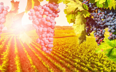 Bordeaux millésime 2025 : Quelles conditions climatiques pour quelle qualité du millésime 2025 ?