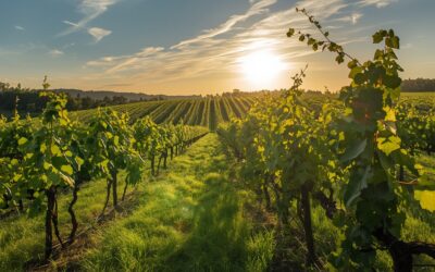 Bordeaux Primeurs 2025 — Un millésime de feu et de fraîcheur